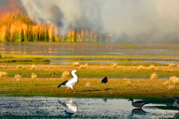 Os incêndios no Mato Grosso e suas consequências